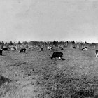 The East Side Dairy hayfield at 4th Avenue and E Street, Anchorage, 1935. 