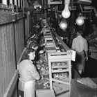 A view of the interior of the Emard Cannery showing women packing salmon into cans. The Emard cannery was the largest private employer in Anchorage and was vital to the Anchorage economy during the Depression.