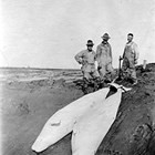 Left to right: L. D. Ellexon, A. W. Anderson, and Johann "Jack" or "Red" Bartels with captured beluga whales at Theodore River, Cook Inlet, Alaska, 1919.