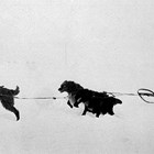 Catherine Ashton and dog team, Nome, 1914.