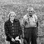 William and Emma Enatti  berry picking, 1960.