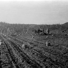 Digging potatoes at the Martin homestead, Matanuska Valley, 1918.