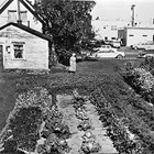 Clara McCutcheon in her garden at home, 310 West 7th Avenue, Anchorage, 1962.