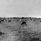 The East Side Dairy hayfield at 4th Avenue and E Street, Anchorage, 1935.