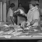 Handling the cleaned and gutted salmon, Emard Cannery, Anchorage.