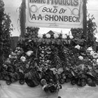 Soon after he arrived in Anchorage, Arthur A. Shonbeck acquired a ‘ranch’ or homestead in the Matanuska Valley, where produce was grown for sale in Anchorage.  Given the cost of shipping to Alaska at that time there was great interest in developing homesteads that would provide meat and vegetables to the Alaska railbelt.