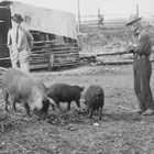 John D. "Bud" Whitney looking at several of his pigs. Although the couple were looking for solitude when they homesteaded along Ship Creek, the sudden development of Anchorage provided them a solid market for their hogs.