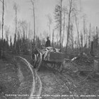 A rutted dirt road connected the Whitney homestead with Anchorage.  This photograph shows John D. "Bud" Whitney taking pigs to market in October 1918.  In 1917 the Whitneys brought some sixty pigs to market in Anchorage. 
